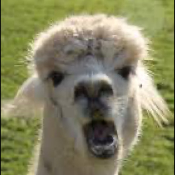 alpacaweeb